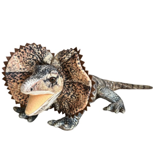 agama-65cm-35szt-k (1).jpg